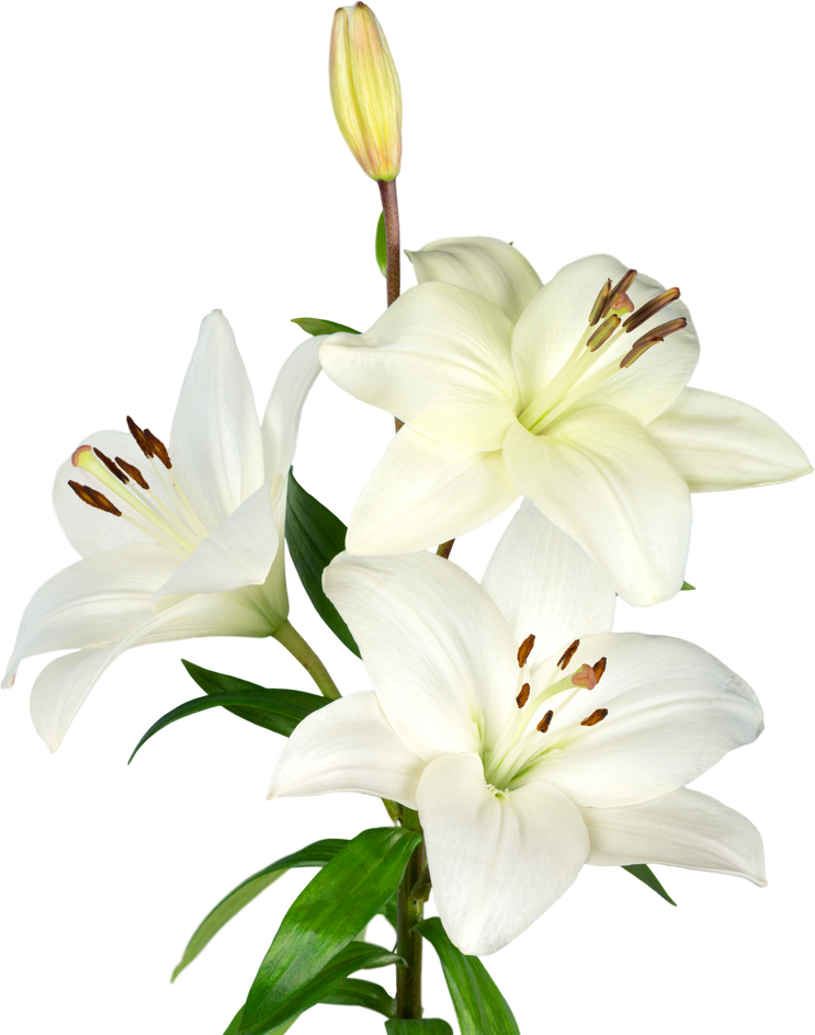 white lily flower